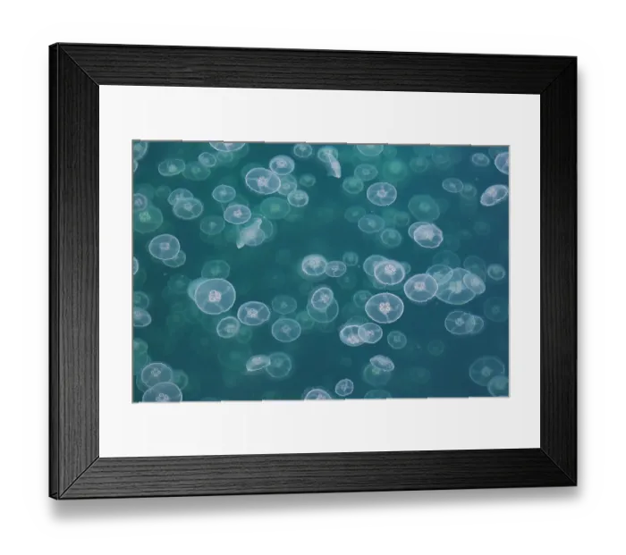 Framed Print : Common jellyfish (Aurelia aurita) aggregation, Goose Bay, Prince William Sound, Alaska, USA, Gulf of Alaska Framed Print : Common jellyfish (Aurelia aurita) aggregation, Goose Bay, Prince William Sound, Alaska, USA, Gulf of Alaska