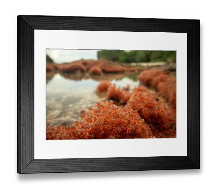 Framed Print : Christmas Island red crab (Gecarcoidea natalis) hatchlings piling up on the shores of Christmas Island, Indian Ocean Framed Print : Christmas Island red crab (Gecarcoidea natalis) hatchlings piling up on the shores of Christmas Island, Indian Ocean