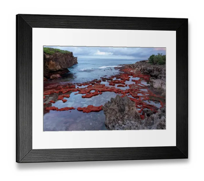 Framed Print : Aerial view of Christmas Island red crab (Gecarcoidea natalis) hatchlings piling up on the shores of Christmas Island, Indian Ocean Framed Print : Aerial view of Christmas Island red crab (Gecarcoidea natalis) hatchlings piling up on the shores of Christmas Island, Indian Ocean