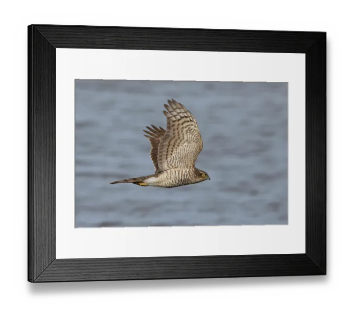 Framed Print : Sparrowhawk (Accipiter nisus) in flight, Cley, Norfolk, England, UK. March Framed Print : Sparrowhawk (Accipiter nisus) in flight, Cley, Norfolk, England, UK. March