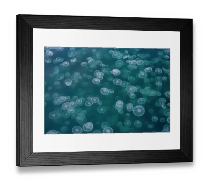 Framed Print : Common jellyfish (Aurelia aurita) aggregation, Goose Bay, Prince William Sound, Alaska, USA, Gulf of Alaska