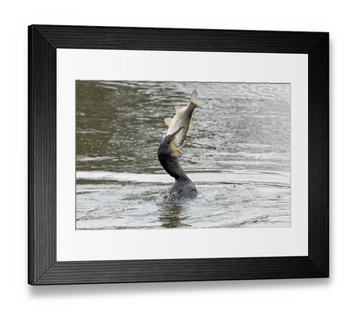 Framed Print : Cormorant (Phalacrocorax carbo) swallowing fish prey, Norfolk, England, UK. February