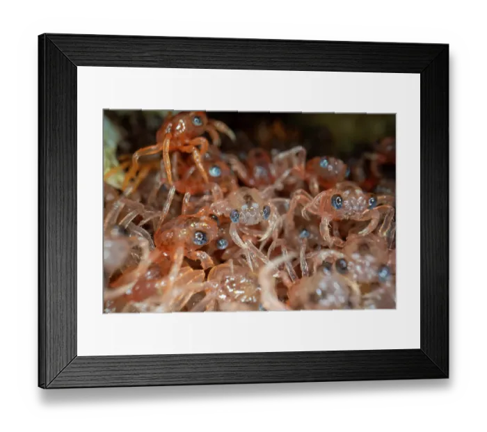 Framed Print : Christmas Island red crab (Gecarcoidea natalis) hatchlings - stage 1 have blue eyes - hiding under rocks until they moult, Christmas Island, Indian Ocean