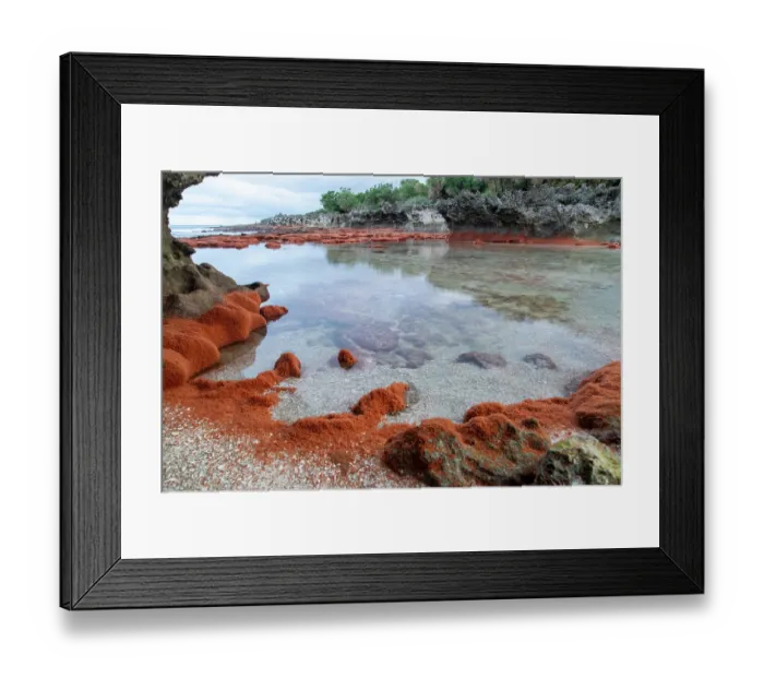 Framed Print : Christmas Island red crab (Gecarcoidea natalis) hatchlings piling up on the shores of Christmas Island, Indian Ocean Framed Print : Christmas Island red crab (Gecarcoidea natalis) hatchlings piling up on the shores of Christmas Island, Indian Ocean