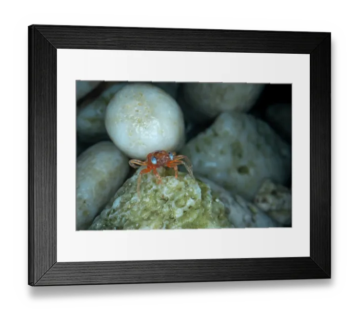 Framed Print : Christmas Island red crab (Gecarcoidea natalis) hatchling - stage 1 have blue eyes - hiding under rocks until it moults, Christmas Island, Indian Ocean