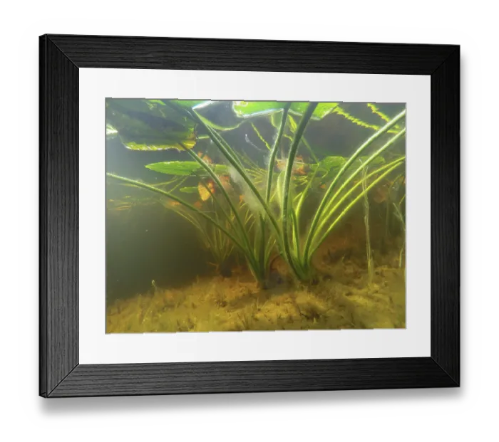 Framed Print : Rocky Mountain pond lily (Nuphar polysepala) underwater view, Hogg Bay, Prince William Sound, Alaska, USA. January Framed Print : Rocky Mountain pond lily (Nuphar polysepala) underwater view, Hogg Bay, Prince William Sound, Alaska, USA. January