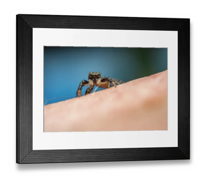 Framed Print : Jumping spider (Marpissa muscosa) juvenile, on a human arm,  Lucerne, Switzerland. April