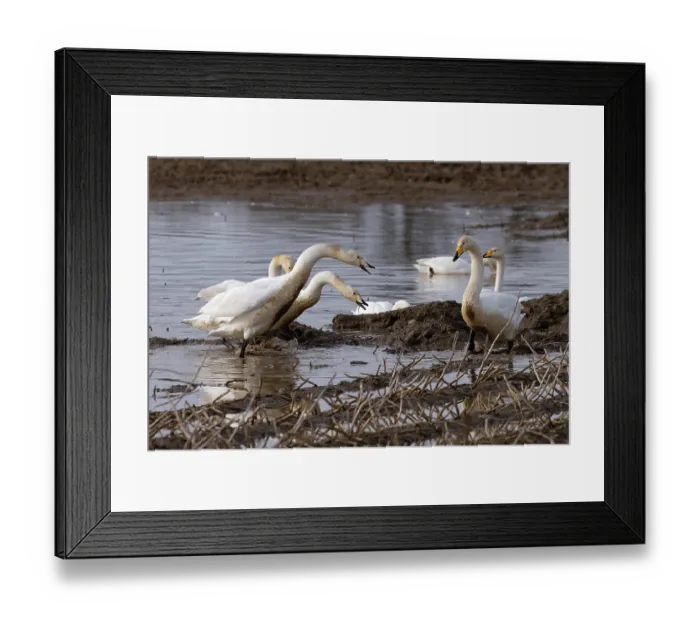 Framed Print : Group of Whooper swans (Cygnus cygnus) and Bewick's swans (Cygnus columbianus) displaying aggression, Norfolk, England, UK. February Framed Print : Group of Whooper swans (Cygnus cygnus) and Bewick's swans (Cygnus columbianus) displaying aggression, Norfolk, England, UK. February