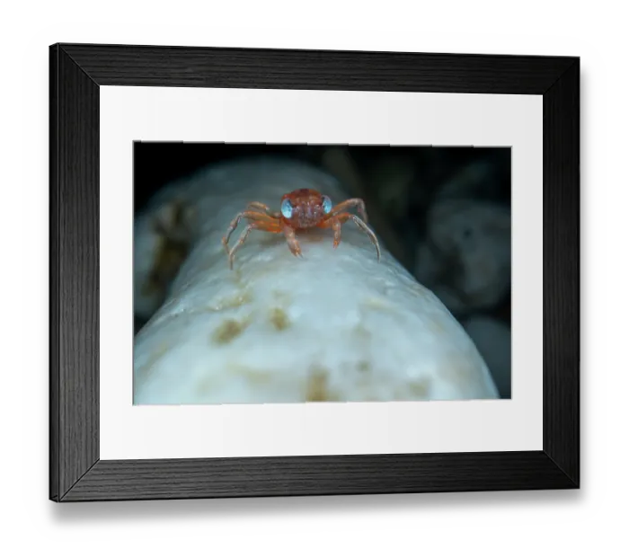 Framed Print : Christmas Island red crab (Gecarcoidea natalis) hatchling - stage 1 have blue eyes - hiding under rocks until it moults, Christmas Island, Indian Ocean Framed Print : Christmas Island red crab (Gecarcoidea natalis) hatchling - stage 1 have blue eyes - hiding under rocks until it moults, Christmas Island, Indian Ocean