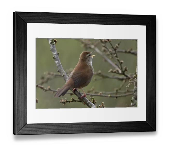 Framed Print : Cetti's warbler (Cettia cetti) perched on branch singing, Dorset, England, UK. April Framed Print : Cetti's warbler (Cettia cetti) perched on branch singing, Dorset, England, UK. April