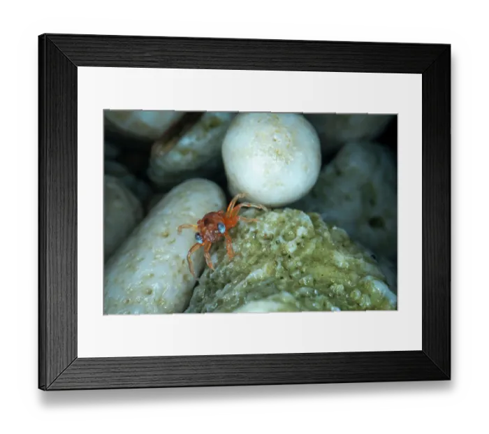 Framed Print : Christmas Island red crab (Gecarcoidea natalis) hatchling - stage 1 have blue eyes - hiding under rocks until it moults, Christmas Island, Indian Ocean Framed Print : Christmas Island red crab (Gecarcoidea natalis) hatchling - stage 1 have blue eyes - hiding under rocks until it moults, Christmas Island, Indian Ocean