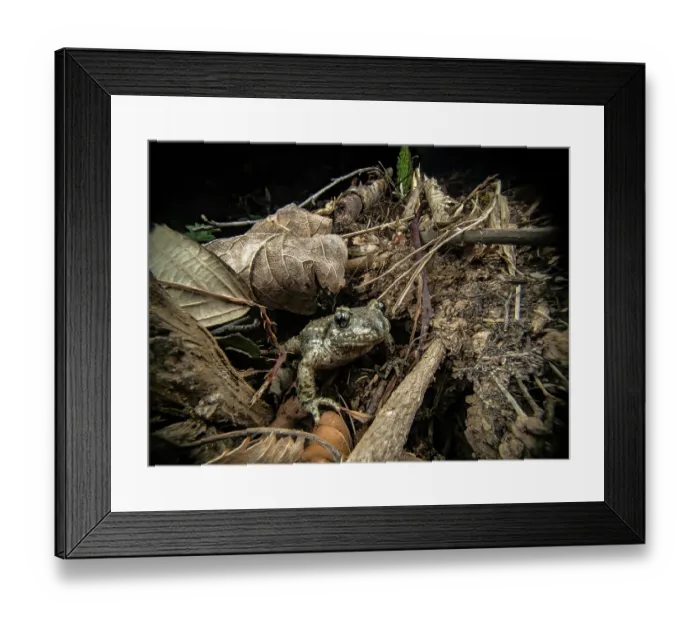 Framed Print : Midwife toad (Alytes obstetricans) on the forest floor at night peeking out of its hiding hole, Lucerne, Switzerland. April Framed Print : Midwife toad (Alytes obstetricans) on the forest floor at night peeking out of its hiding hole, Lucerne, Switzerland. April