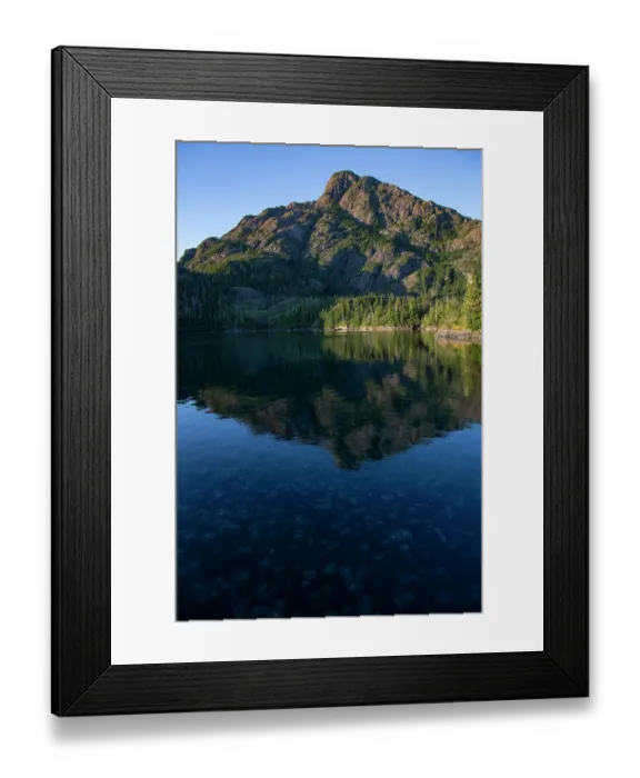 Framed Print : Common jellyfish (Aurelia aurita) aggregation swimming below the surface, Goose Bay, Prince William Sound, Alaska, USA, Gulf of Alaska. July Framed Print : Common jellyfish (Aurelia aurita) aggregation swimming below the surface, Goose Bay, Prince William Sound, Alaska, USA, Gulf of Alaska. July