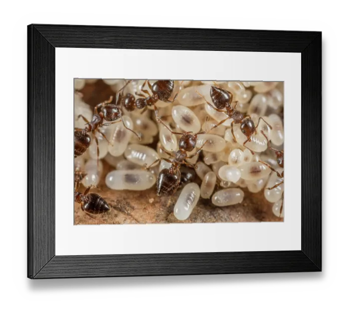 Framed Print : Group of Cherry acrobat ants (Crematogaster cerasi) with larvae, Philadelphia, Pennsylvania, USA. May Framed Print : Group of Cherry acrobat ants (Crematogaster cerasi) with larvae, Philadelphia, Pennsylvania, USA. May