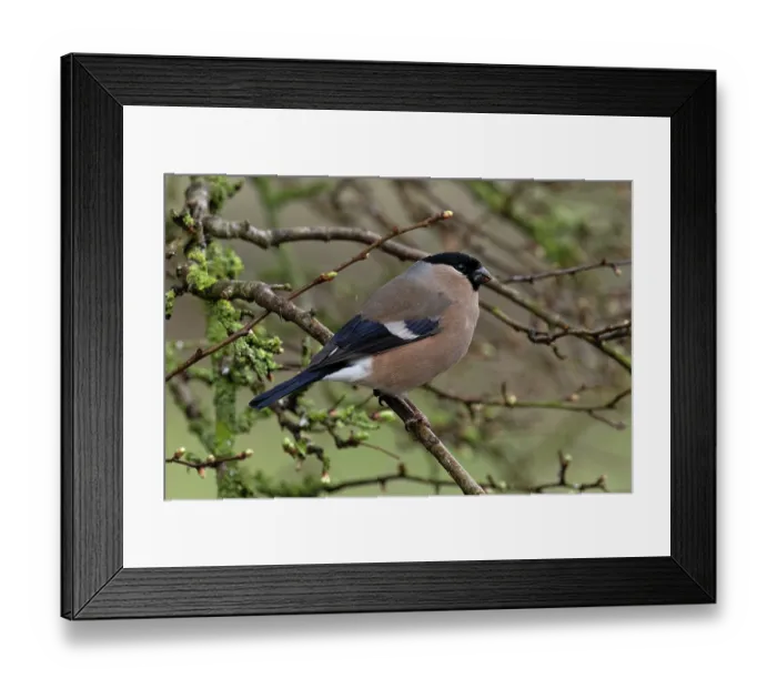 Framed Print : Bullfinch (Pyrrhula pyrrhula) female, perched on branch, Norfolk, England, UK. March Framed Print : Bullfinch (Pyrrhula pyrrhula) female, perched on branch, Norfolk, England, UK. March