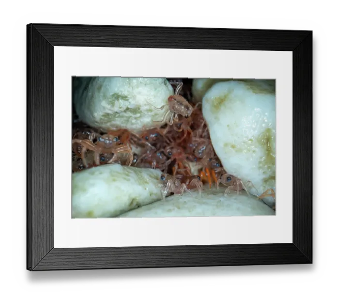 Framed Print : Christmas Island red crab (Gecarcoidea natalis) hatchlings - stage 1 have blue eyes - hiding under rocks until they moult, Christmas Island, Indian Ocean