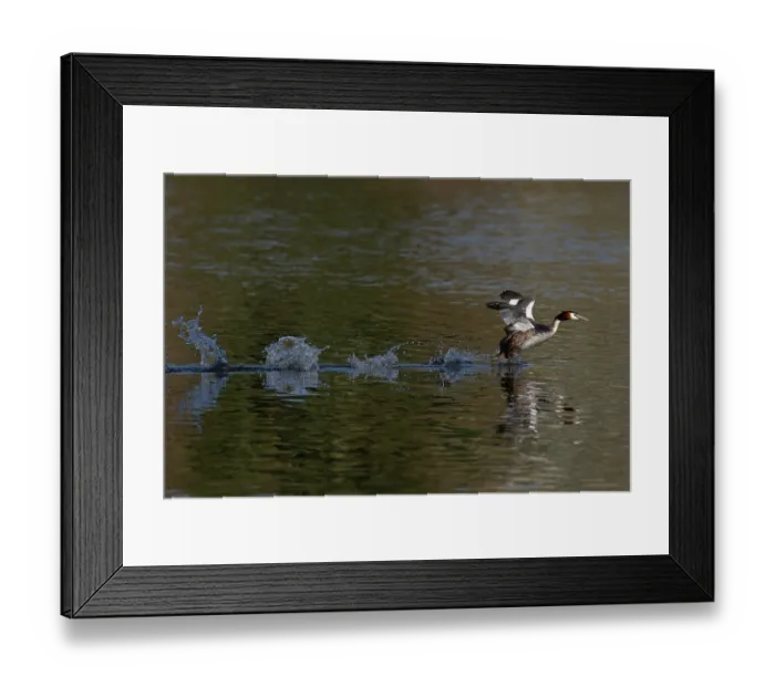 Framed Print : Great crested grebe (Podiceps cristatus) running on water to take flight, Norfolk, England, UK. February Framed Print : Great crested grebe (Podiceps cristatus) running on water to take flight, Norfolk, England, UK. February