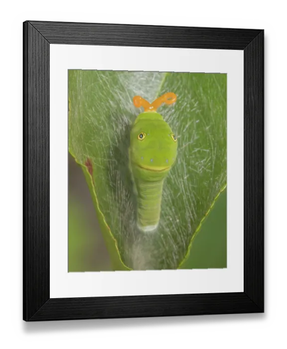 Framed Print : Eastern tiger swallowtail (Papilio glaucus) caterpillar resting on leaf, extending osmaterium Framed Print : Eastern tiger swallowtail (Papilio glaucus) caterpillar resting on leaf, extending osmaterium