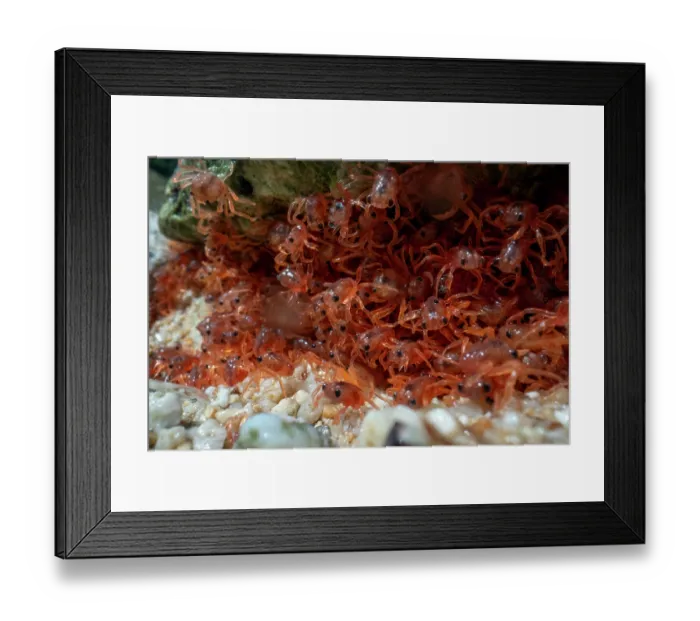 Framed Print : Christmas Island red crab (Gecarcoidea natalis) hatchlings - stage 1 have blue eyes - hiding under rocks until they moult, Christmas Island, Indian Ocean Framed Print : Christmas Island red crab (Gecarcoidea natalis) hatchlings - stage 1 have blue eyes - hiding under rocks until they moult, Christmas Island, Indian Ocean