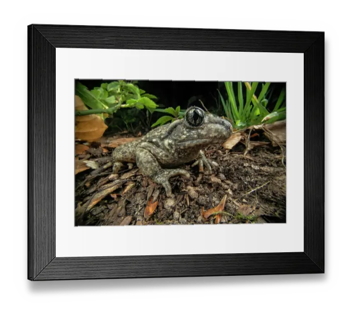 Framed Print : Midwife toad (Alytes obstetricans) on the forest floor at night, Lucerne, Switzerland. April Framed Print : Midwife toad (Alytes obstetricans) on the forest floor at night, Lucerne, Switzerland. April
