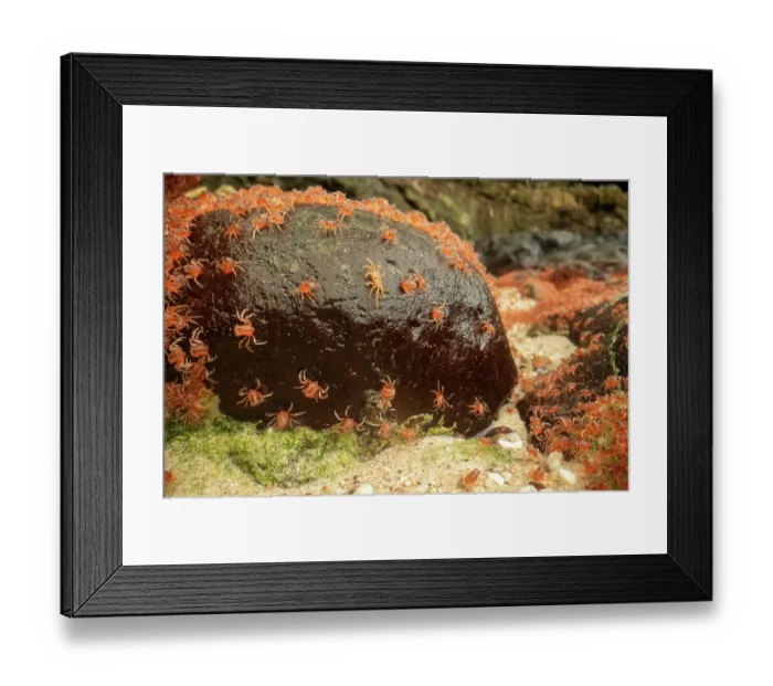Framed Print : Christmas Island red crab (Gecarcoidea natalis) hatchlings piling up on the shores of Christmas Island, Indian Ocean Framed Print : Christmas Island red crab (Gecarcoidea natalis) hatchlings piling up on the shores of Christmas Island, Indian Ocean