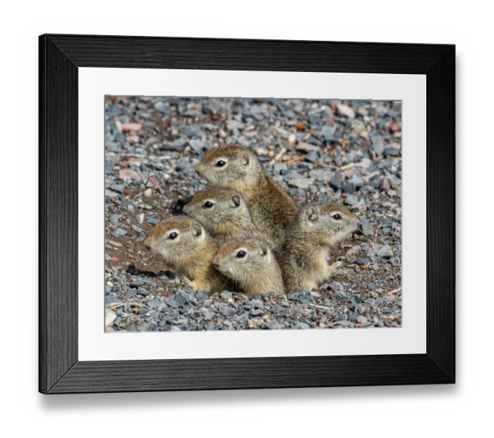 Framed Print : Five Belding's ground squirrel (Urocitellus beldingi) juveniles looking out of burrow entrance, Malheur National Wildlife Refuge, Oregon, USA. May Framed Print : Five Belding's ground squirrel (Urocitellus beldingi) juveniles looking out of burrow entrance, Malheur National Wildlife Refuge, Oregon, USA. May