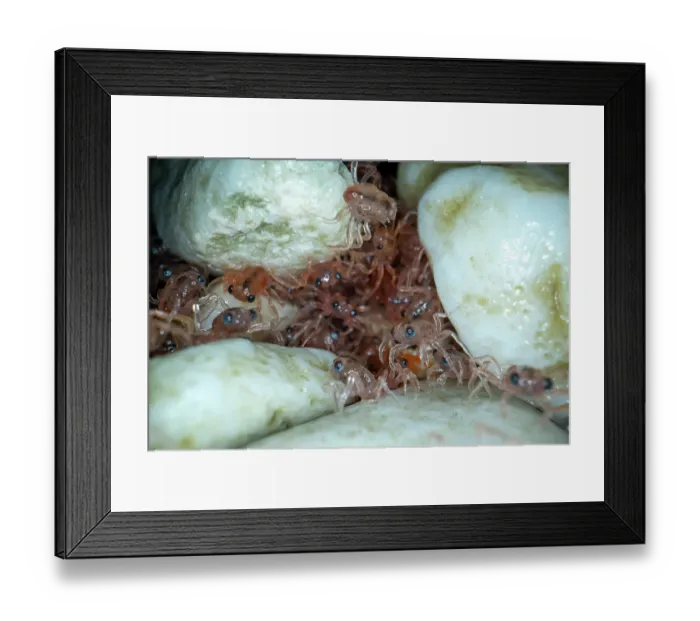Framed Print : Christmas Island red crab (Gecarcoidea natalis) hatchlings - stage 1 have blue eyes - hiding under rocks until they moult, Christmas Island, Indian Ocean Framed Print : Christmas Island red crab (Gecarcoidea natalis) hatchlings - stage 1 have blue eyes - hiding under rocks until they moult, Christmas Island, Indian Ocean