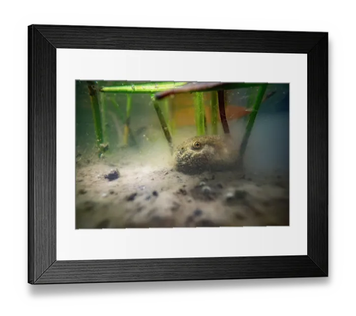 Framed Print : Midwife toad (Alytes obstetricans) tadpole among aquatic plants at bottom of pond, Lucerne, Switzerland. July Framed Print : Midwife toad (Alytes obstetricans) tadpole among aquatic plants at bottom of pond, Lucerne, Switzerland. July