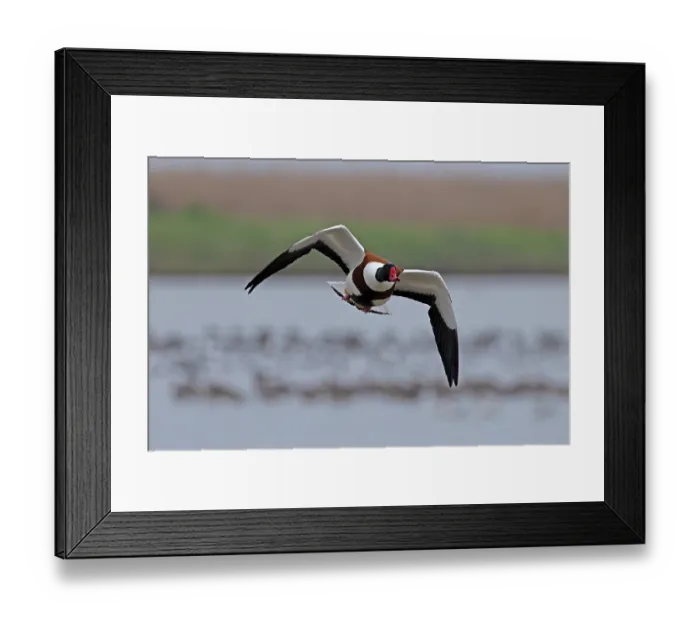 Framed Print : Shelduck (Tadorna tadorna) in flight over water, Norfolk, England, UK. February Framed Print : Shelduck (Tadorna tadorna) in flight over water, Norfolk, England, UK. February