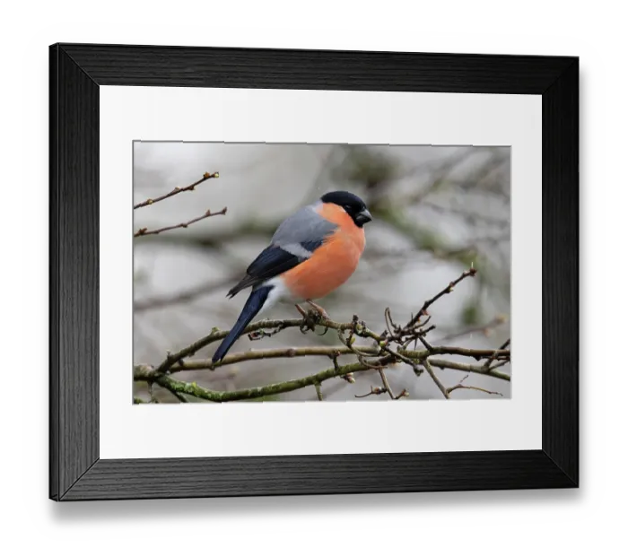 Framed Print : Bullfinch (Pyrrhula pyrrhula) male, perched on branch, Norfolk, England, UK. March Framed Print : Bullfinch (Pyrrhula pyrrhula) male, perched on branch, Norfolk, England, UK. March