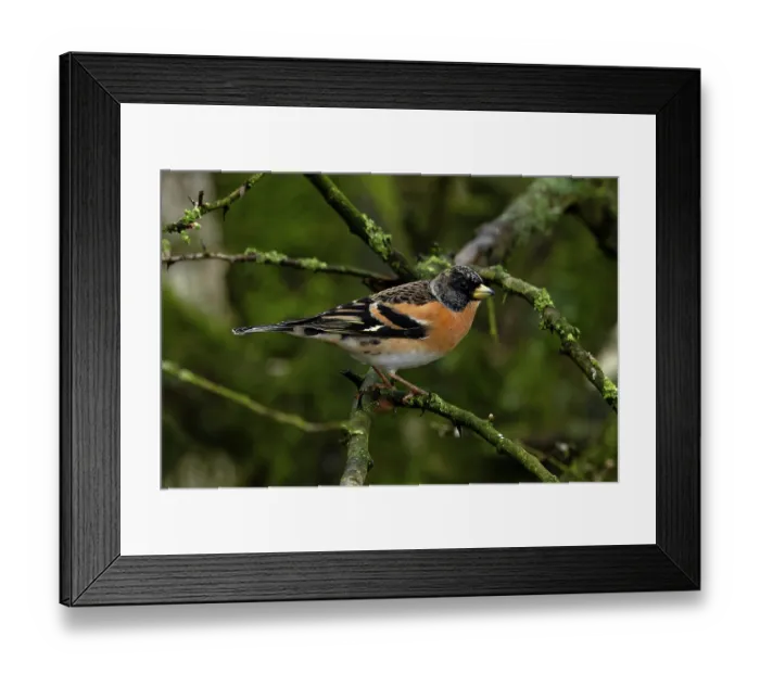 Framed Print : Brambling (Fringilla montifringilla) perched on a branch, Norfolk, England, UK. March Framed Print : Brambling (Fringilla montifringilla) perched on a branch, Norfolk, England, UK. March