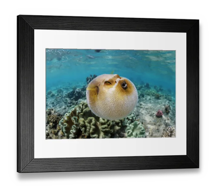 Framed Print : Blackspotted puffer (Arothron nigropunctatus) inflated displaying defensive behaviour, Guam, Micronesia, Pacific Ocean Framed Print : Blackspotted puffer (Arothron nigropunctatus) inflated displaying defensive behaviour, Guam, Micronesia, Pacific Ocean