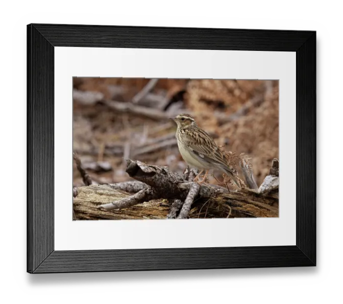 Framed Print : Woodlark (Lullula arborea) portrait, Suffolk, England, UK. March Framed Print : Woodlark (Lullula arborea) portrait, Suffolk, England, UK. March
