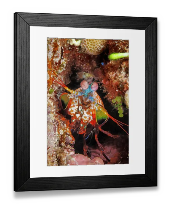 Framed Print : Peacock mantis shrimp (Odontodactylus scyllarus) portrait, Guam, Micronesia, Pacific Ocean Framed Print : Peacock mantis shrimp (Odontodactylus scyllarus) portrait, Guam, Micronesia, Pacific Ocean