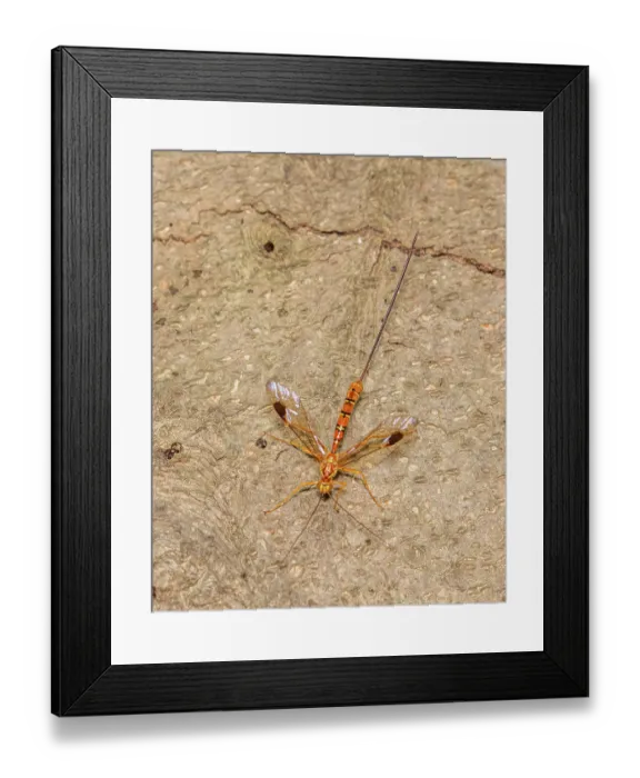 Framed Print : Greene's giant ichneumonid wasp (Megarhyssa greenei) female on American beech log, Montgomery County, Pennsylvania, USA. July