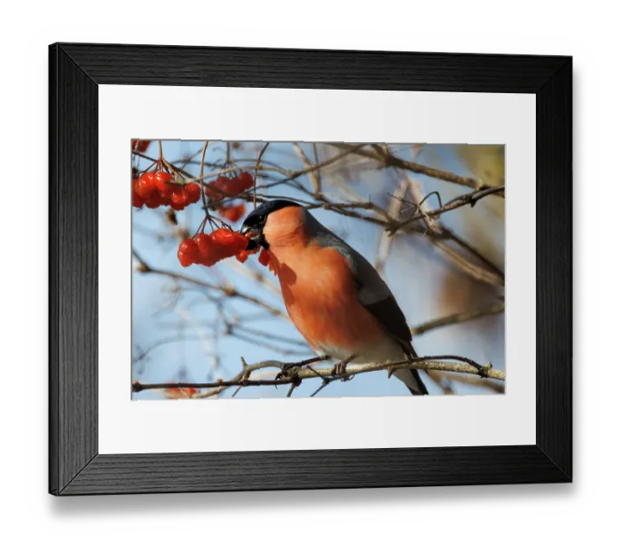 Framed Print : Bullfinch (Pyrrhula pyrrhula) male, perched on branch feeding on Guelder rose (Viburnum opulus) berries, Bavaria, Germany. January Framed Print : Bullfinch (Pyrrhula pyrrhula) male, perched on branch feeding on Guelder rose (Viburnum opulus) berries, Bavaria, Germany. January