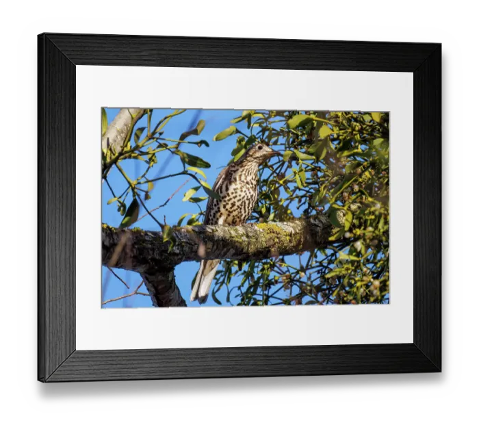 Framed Print : Mistle thrush (Turdus viscivorus) perched on branch next to Mistletoe (Viscum album), Bavaria, Germany. January Framed Print : Mistle thrush (Turdus viscivorus) perched on branch next to Mistletoe (Viscum album), Bavaria, Germany. January