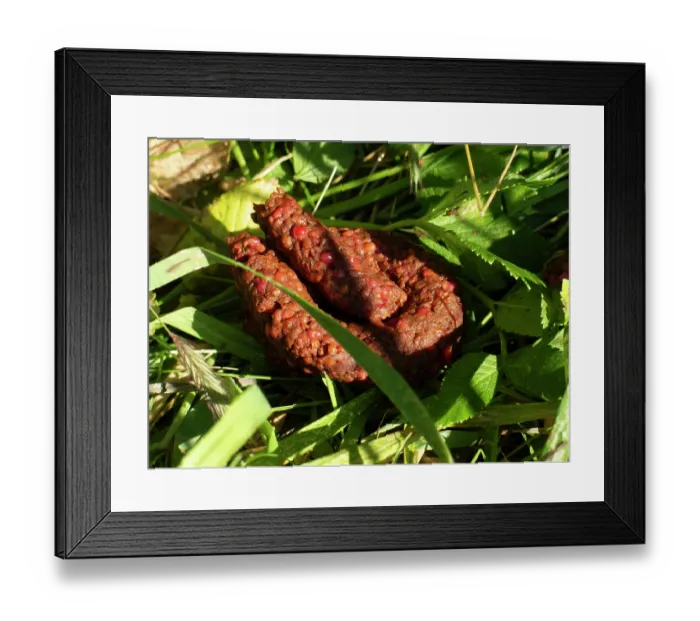 Framed Print : Black bear (Ursus americanus) faeces amongst the berry fields, Hogg Bay, Prince William Sound, Alaska, USA. July Framed Print : Black bear (Ursus americanus) faeces amongst the berry fields, Hogg Bay, Prince William Sound, Alaska, USA. July
