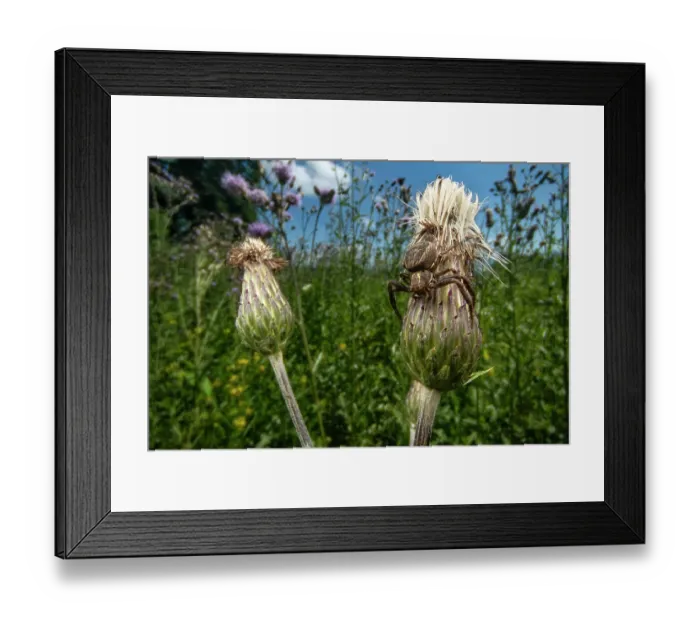 Framed Print : Crab spider (Xysticus sp.) male resting on a flower waiting for prey, Lucerne, Switzerland. July Framed Print : Crab spider (Xysticus sp.) male resting on a flower waiting for prey, Lucerne, Switzerland. July