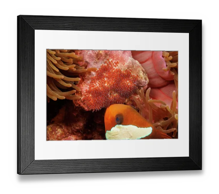 Framed Print : Dusky anemonefish (Amphiprion melanopus) tending to its eggs, Guam, Micronesia, Pacific Ocean Framed Print : Dusky anemonefish (Amphiprion melanopus) tending to its eggs, Guam, Micronesia, Pacific Ocean