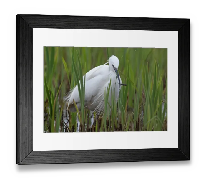 Framed Print : Little egret (Egretta garzetta) fishing in shallow water, Suffolk, England, UK. March Framed Print : Little egret (Egretta garzetta) fishing in shallow water, Suffolk, England, UK. March