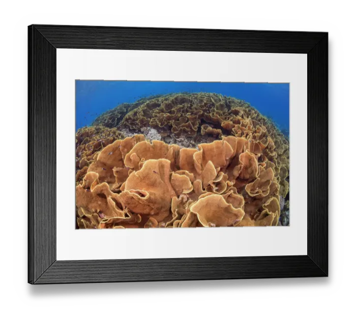 Framed Print : Colony of Lettuce coral (Turbinaria sp.) forming a large section of the reef in shallow water in order to utilize as much sunlight as possible and maximize polyp growth, Fiji Framed Print : Colony of Lettuce coral (Turbinaria sp.) forming a large section of the reef in shallow water in order to utilize as much sunlight as possible and maximize polyp growth, Fiji