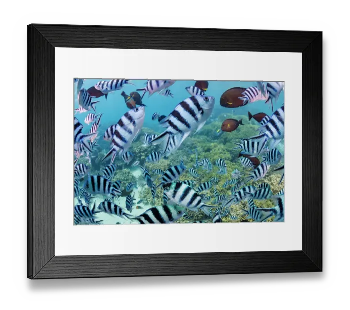 Framed Print : Scissortail sergeant (Abudefduf sexfasciatus) shoal schooling over the reef, Guam, Micronesia, Pacific Ocean Framed Print : Scissortail sergeant (Abudefduf sexfasciatus) shoal schooling over the reef, Guam, Micronesia, Pacific Ocean
