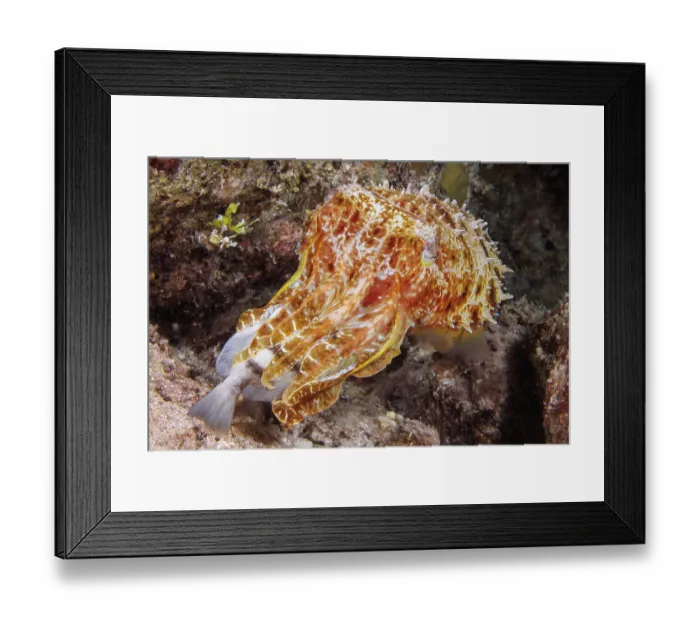 Framed Print : Broadclub cuttlefish (Sepia latimanus) feeding on a Convict surgeonfish (Acanthurus triostegus) at night on a reef, Guam, Micronesia, Pacific Ocean Framed Print : Broadclub cuttlefish (Sepia latimanus) feeding on a Convict surgeonfish (Acanthurus triostegus) at night on a reef, Guam, Micronesia, Pacific Ocean