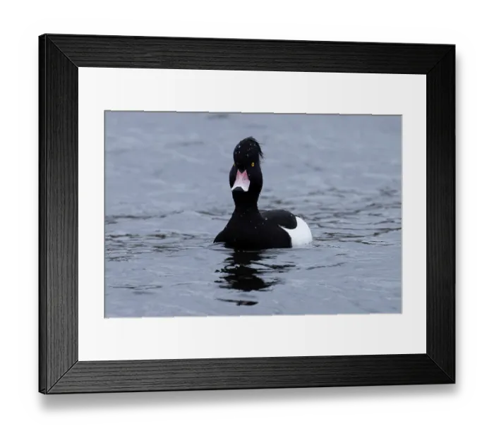 Framed Print : Tufted duck (Aythya fuligula) drake, on water, Norwich, Norfolk, England, UK. February Framed Print : Tufted duck (Aythya fuligula) drake, on water, Norwich, Norfolk, England, UK. February