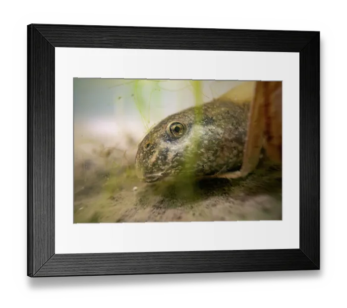 Framed Print : Midwife toad (Alytes obstetricans) tadpole hiding behind algae at bottom of pond, Lucerne, Switzerland. July
