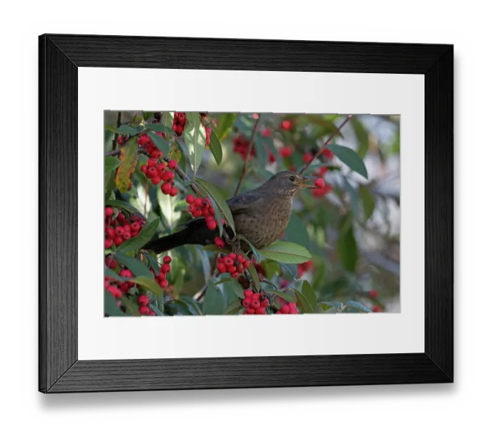 Framed Print : Blackbird (Turdus mercula) female, perched in bush with red berries, Norfolk, England, UK. March Framed Print : Blackbird (Turdus mercula) female, perched in bush with red berries, Norfolk, England, UK. March