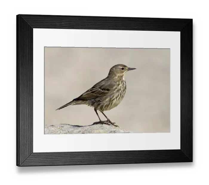 Framed Print : Rock pipit (Anthus petrosus) portrait, Dorset, England, UK. April