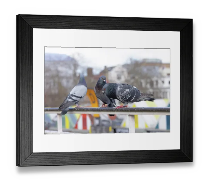 Framed Print : Feral pigeons (Columba livia) perched on a metal railing, courtship display, Norfolk, England, UK. March