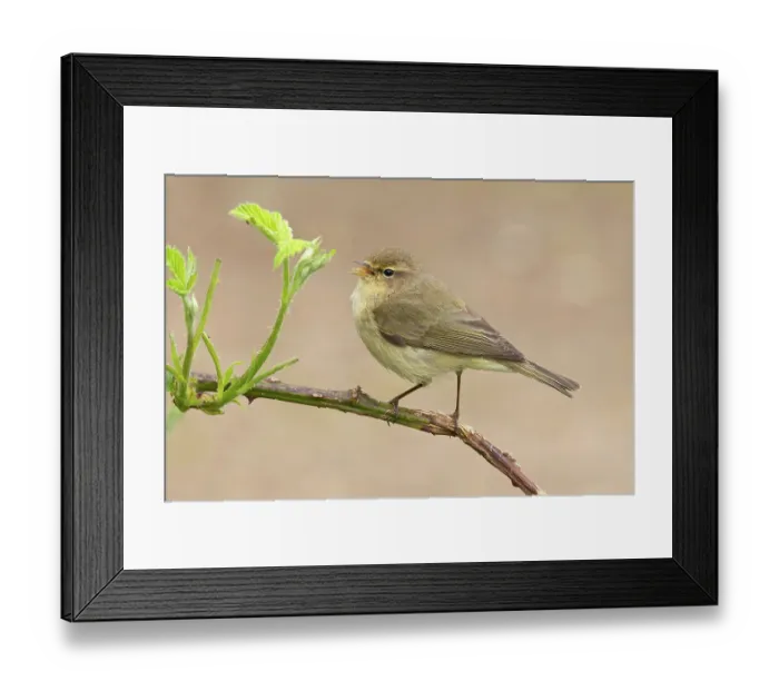 Framed Print : Common chiffchaff (Phylloscopus collybita) perched on branch singing, Norfolk, England, UK. April Framed Print : Common chiffchaff (Phylloscopus collybita) perched on branch singing, Norfolk, England, UK. April